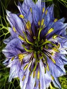 love in a mist free e card