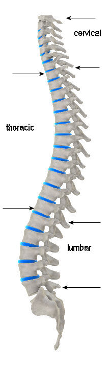 spine picture