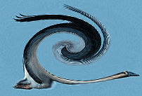 wild goose swirl