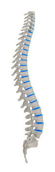 spine picture