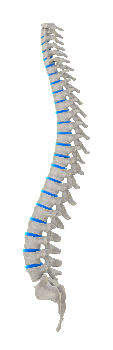 spine picture