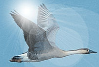 wild goose flying in the sun